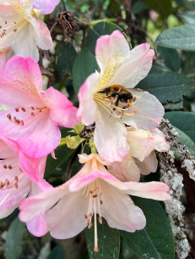 So schöne Blüten gibt es nur innerhalb des Camps 😉